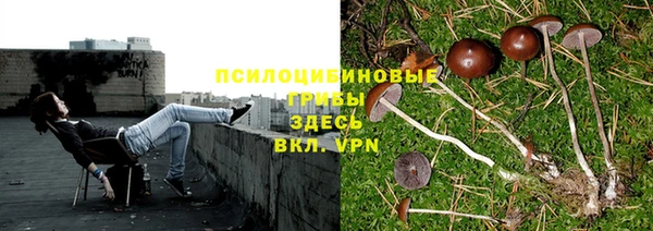 прущие грибы Алзамай